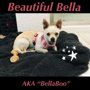 Bella Boo